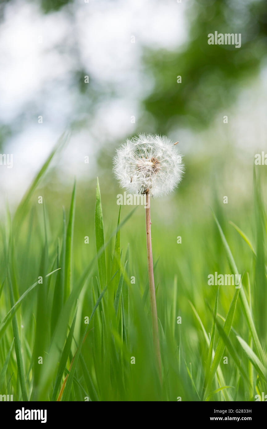 Le pissenlit disparu à la semence dans l'herbe dans la campagne anglaise Banque D'Images