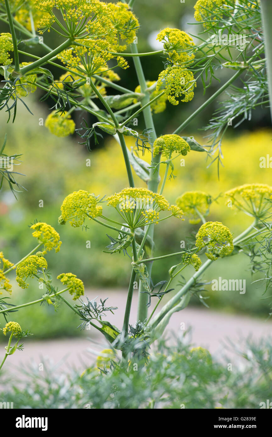 Ferula communis. Fenouil géant Banque D'Images