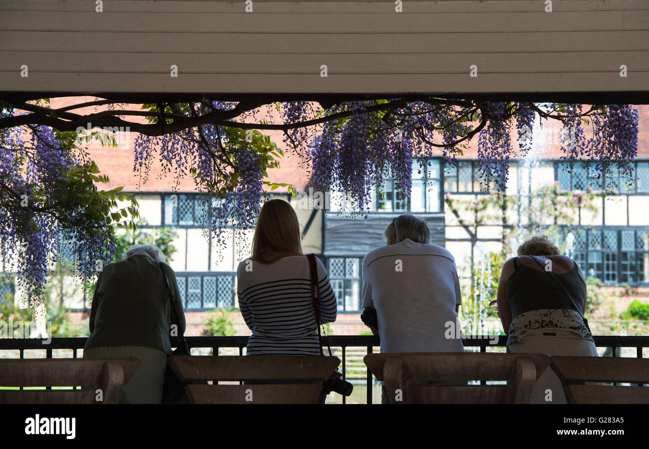Les personnes à la recherche à l'étang entouré de glycine. RHS Wisley Gardens. Surrey, Angleterre Banque D'Images