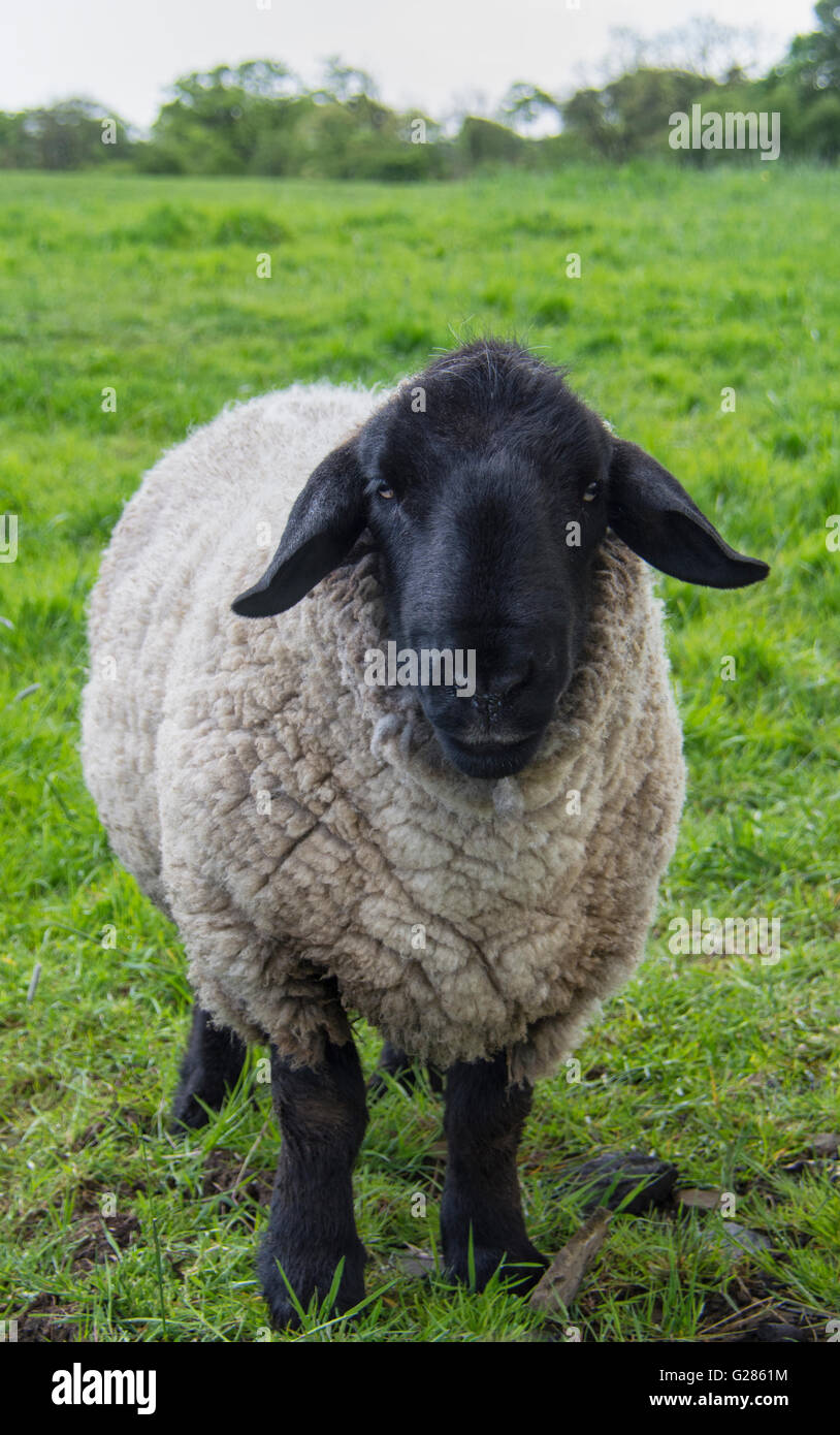 Moutons Suffolk Banque D'Images