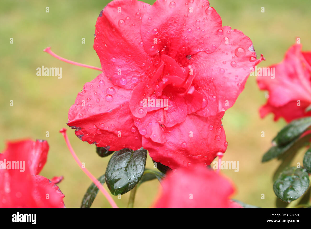 De belles fleurs d'azalées avec gouttelettes d'eau sur les pétales et arrière-plan flou. Banque D'Images De belles fleurs d'azalées avec gouttelettes d'eau sur les pétales et arrière-plan flou. Banque D'Images