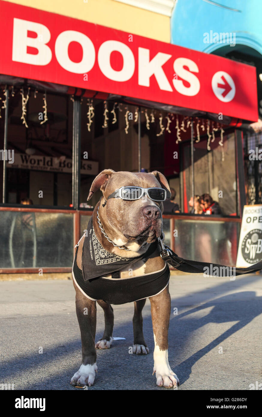 Chien portant des lunettes de soleil sur la promenade de Venice à Venise, en Californie Banque D'Images