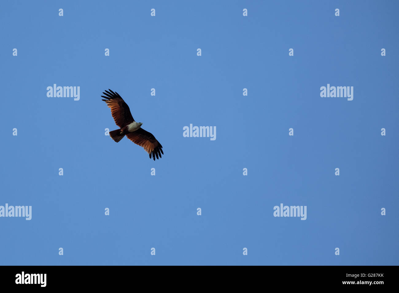 Brahminy Kite aile montrant propagation sur ciel bleu Banque D'Images