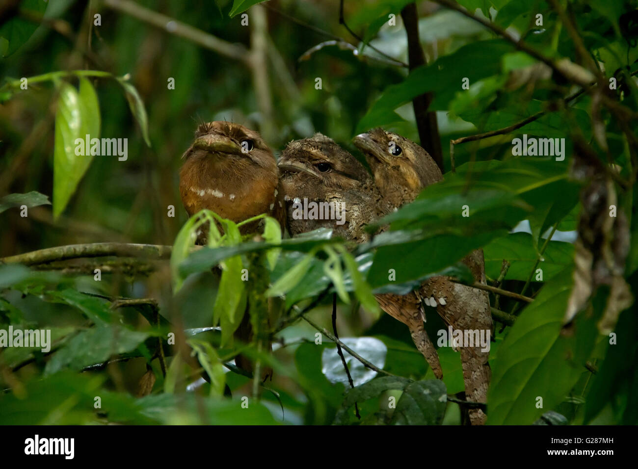 Trois oiseaux une grille supérieure de Ceylan, une espèce d'oiseau, est florissante au Salim Ali Bird Sanctuary, Thattekad, Banque D'Images