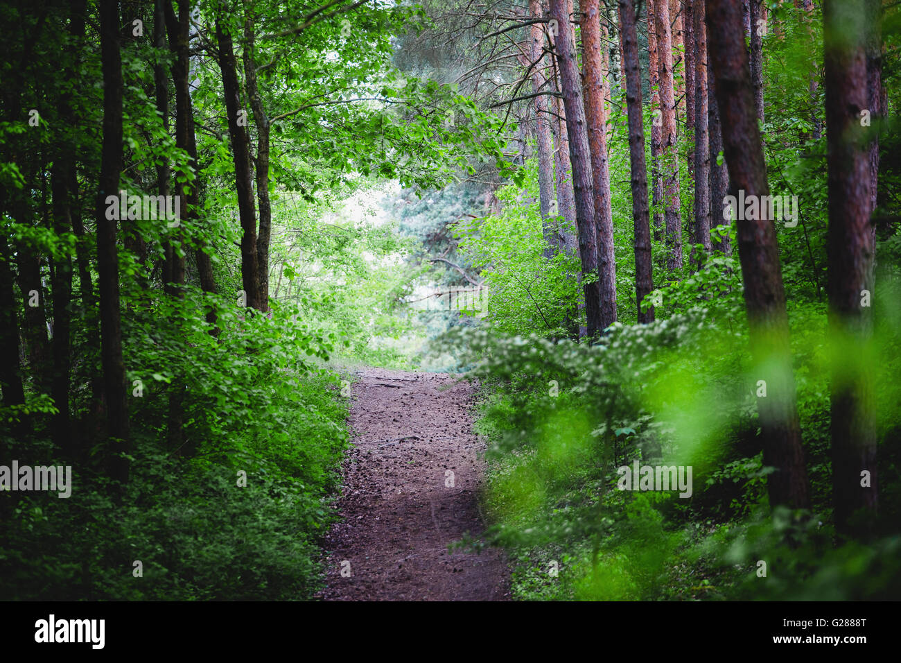 Sentier de forêt magique symbole de la bonne manière en futur Banque D'Images
