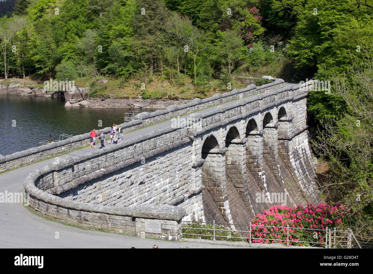 Les marcheurs crossing barrage au réservoir Burrator, Dartmoor, dans le Devon, England, England, UK. Azalée rose en premier plan Banque D'Images