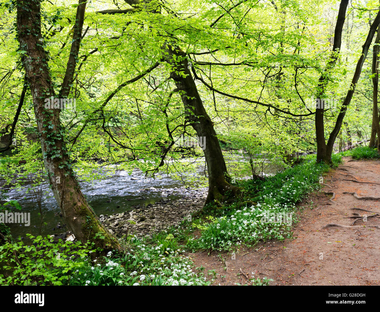 L'ail sauvage fleurs et arbres au printemps le long d'un chemin par la rivière Nidd Banque D'Images