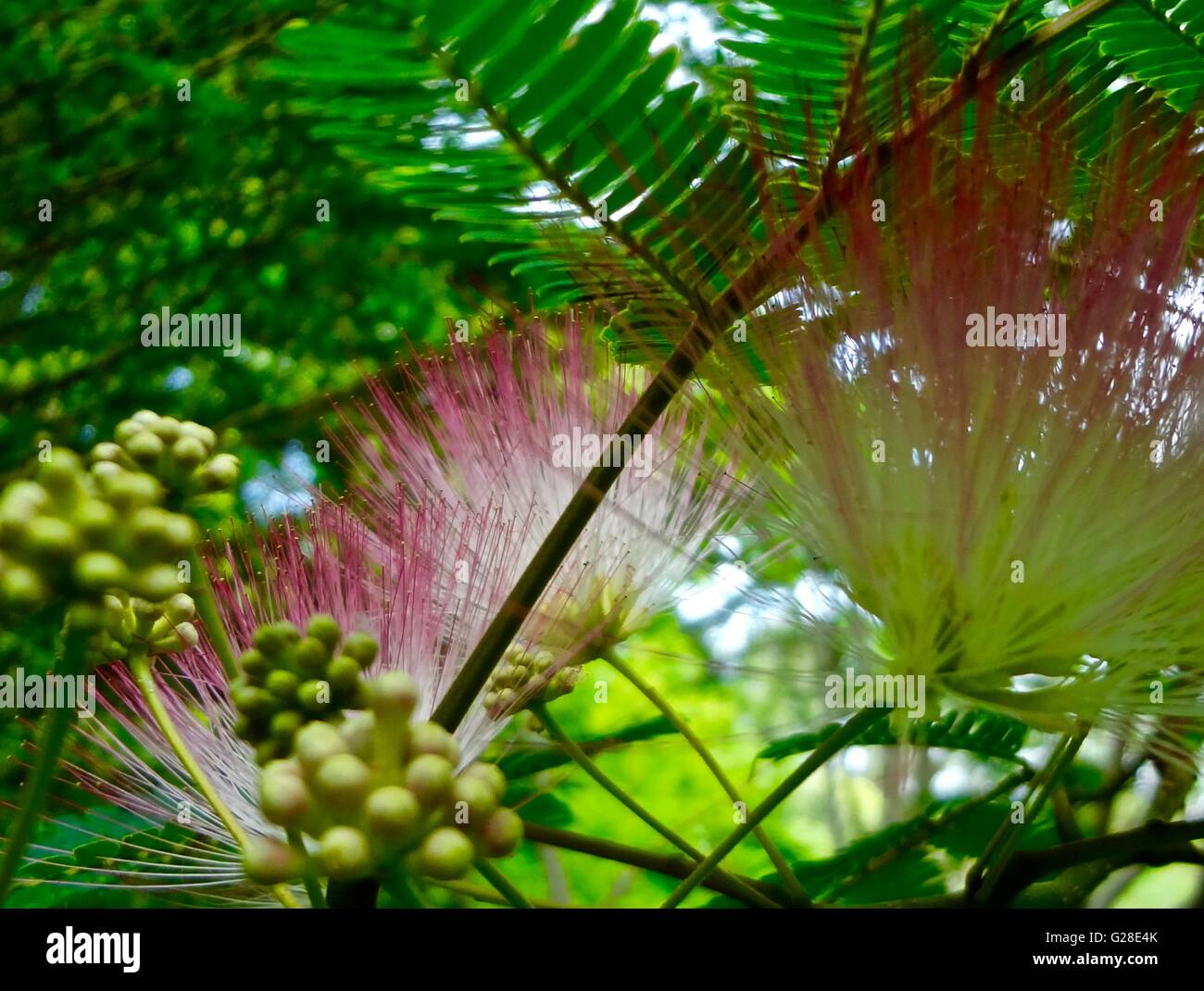 Close up de spores de pollen sur un mimosa Banque D'Images