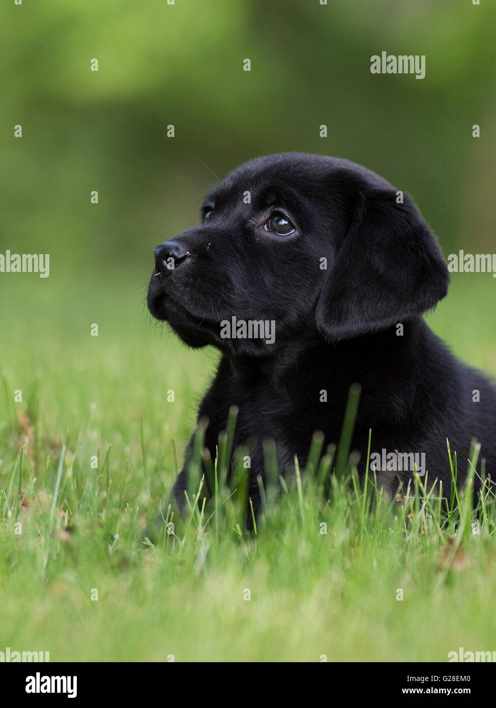 Une vieille de huit semaines chiot Labrador noir Banque D'Images