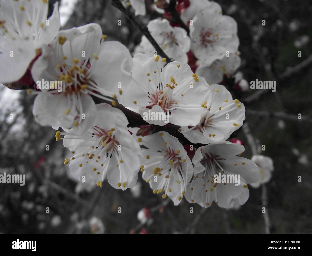 Fleurs blanches avec des étamines blanc Banque D'Images