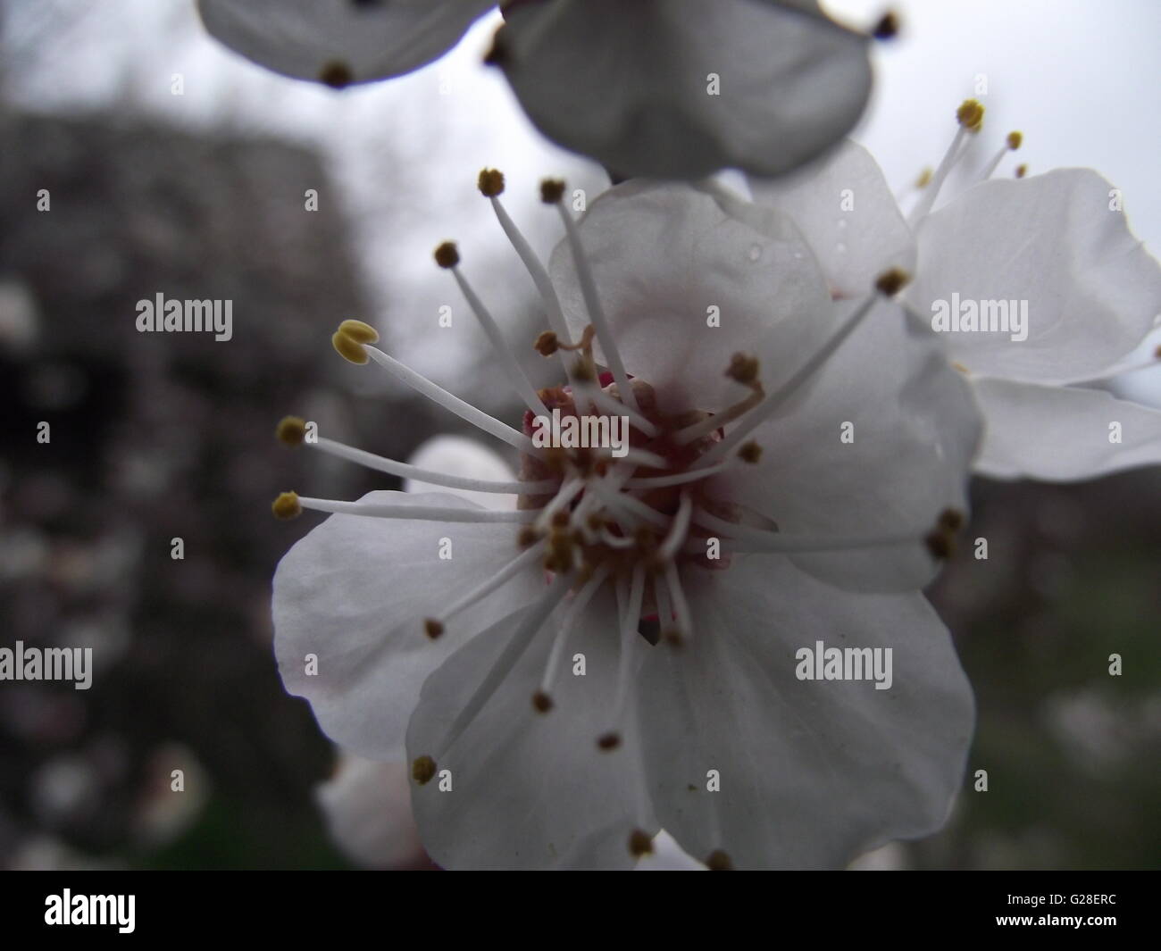 Floraison blanche fleur avec étamines blanc Banque D'Images