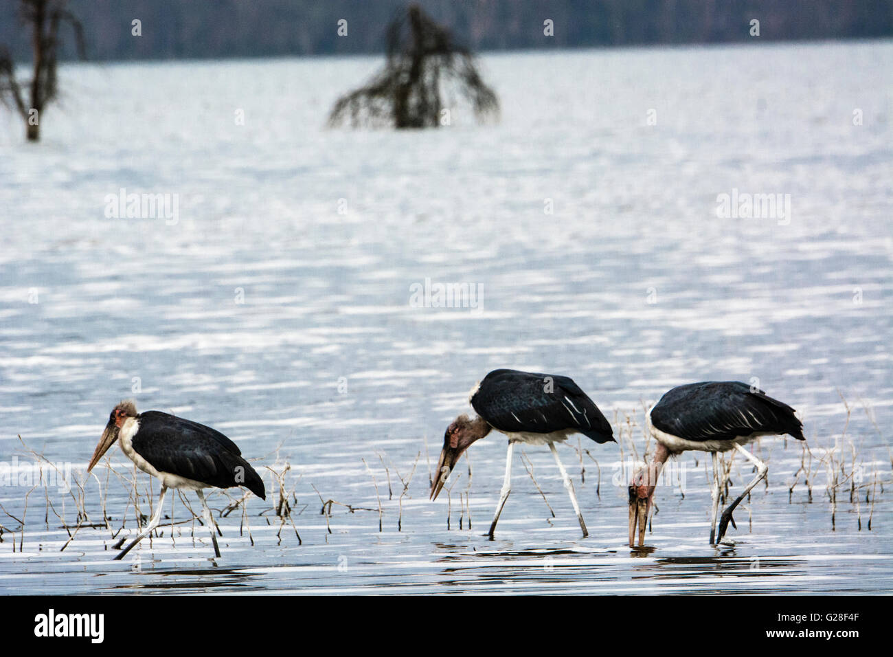 Trois Cigognes crumeniferus Marabou Flamant rose (Phoenicopterus ruber, marcher dans le lac Nakuru, le Parc National de Nakuru, Kenya, Afrique de l'Est Banque D'Images