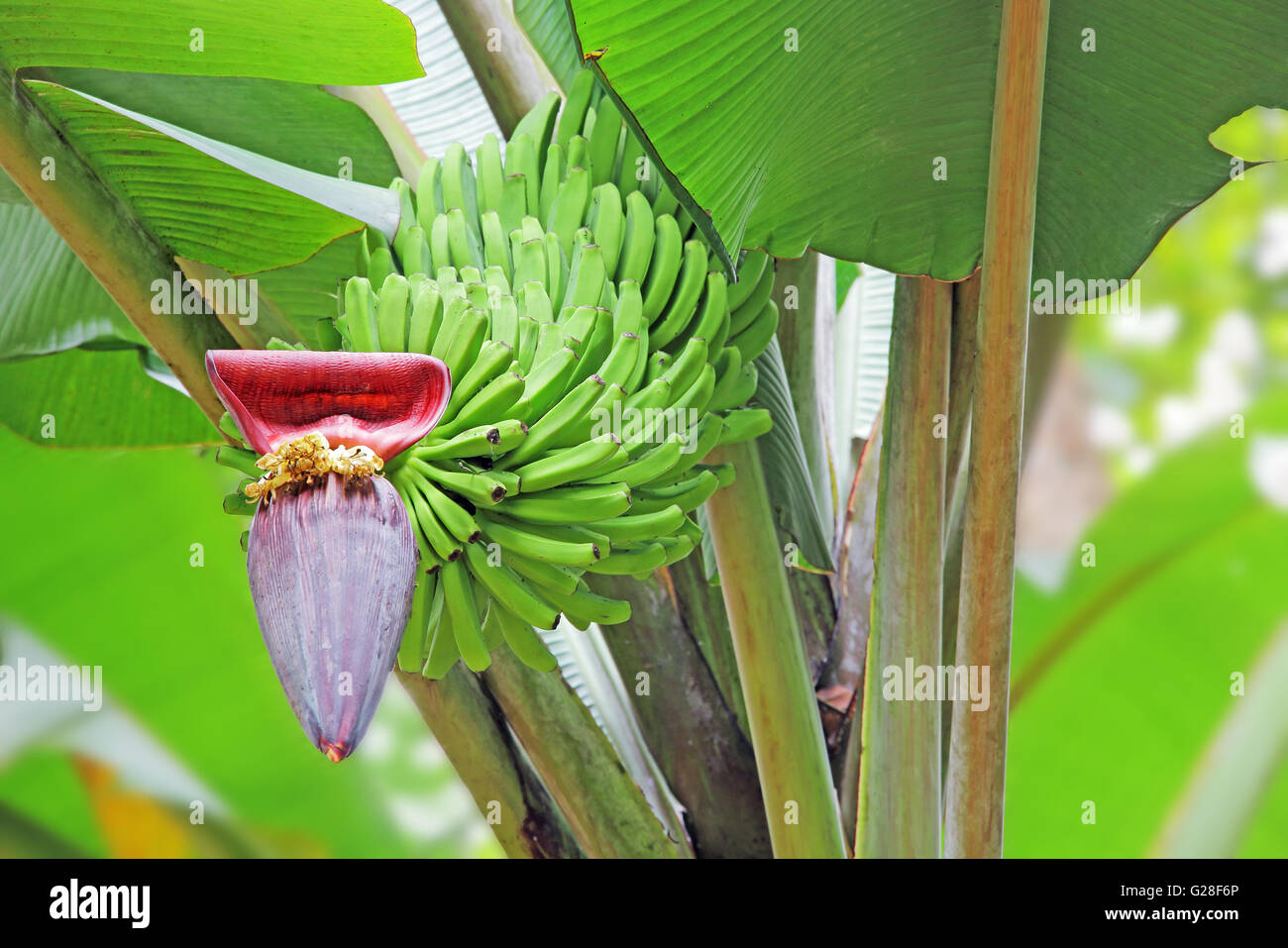 La banane verte ne sont pas mûrs, les fruits et les fleurs dans l'usine. Banque D'Images