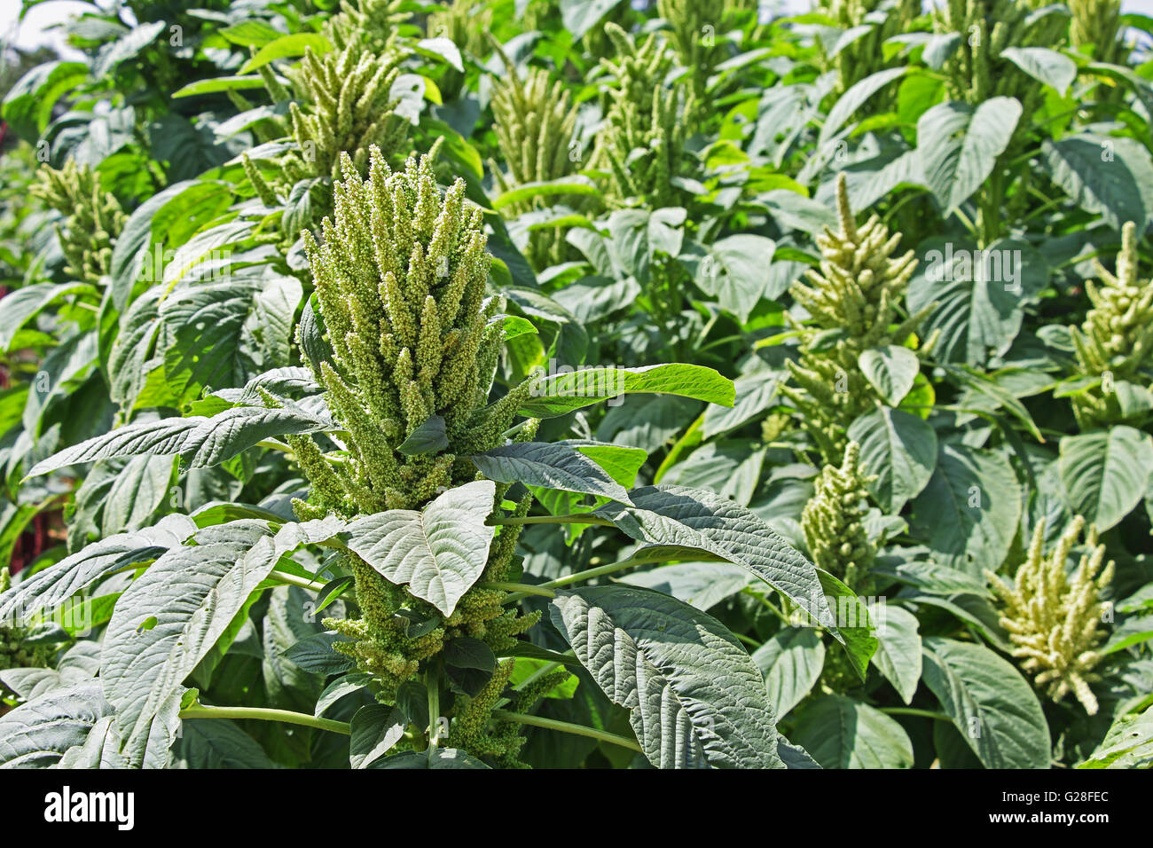 Green Amaranth indiennes dans la zone. Cultivé comme les légumes feuilles, les céréales et les plantes ornementales. Genre est Amaranthus. Banque D'Images