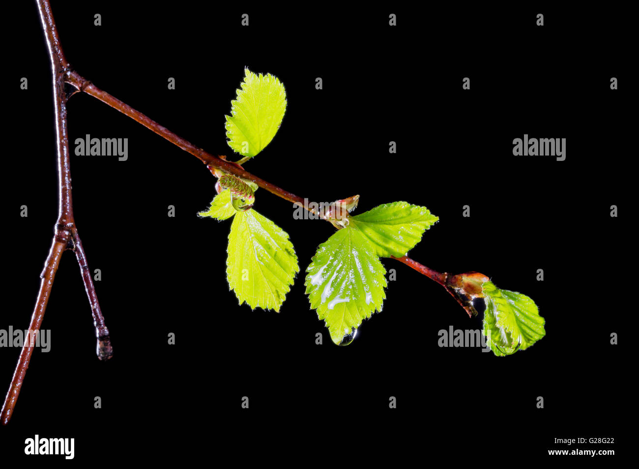 Feuilles de bouleau avec les gouttelettes d'eau close up. Banque D'Images