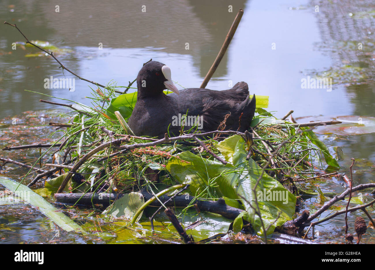 Foulque macroule femelle sur son nid d'incubation dans l'eau Banque D'Images