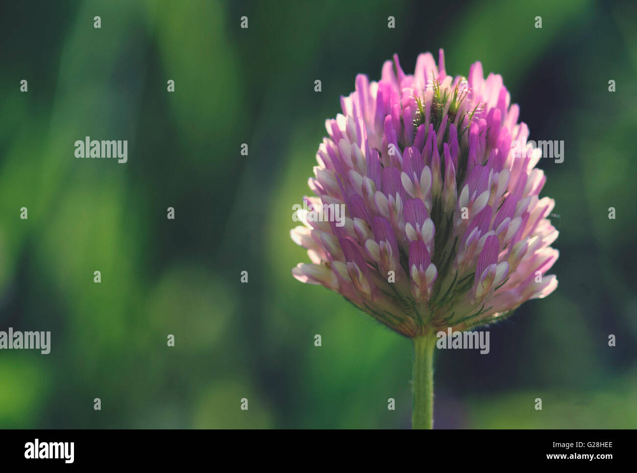 Clover trifolium fleur unique macro Banque D'Images