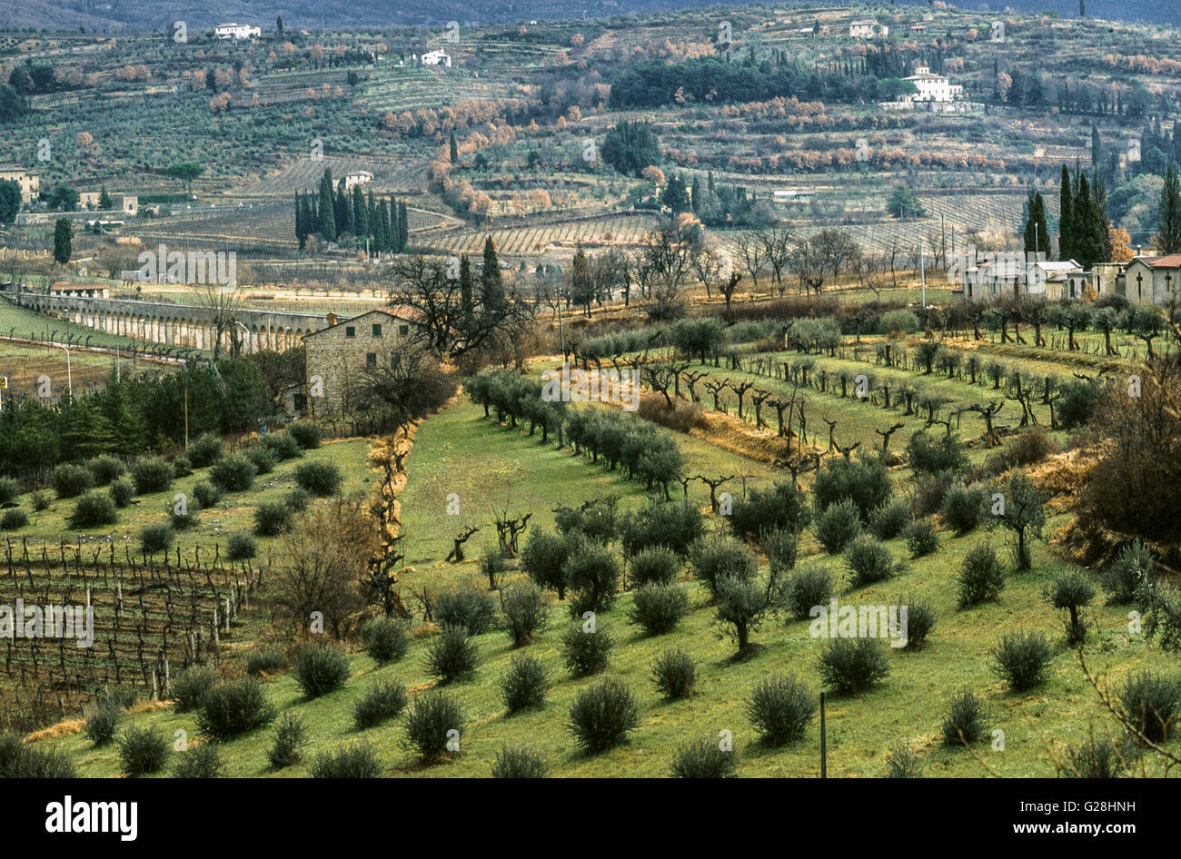 Les jeunes oliviers près d'Arezzo (Toscane) Banque D'Images