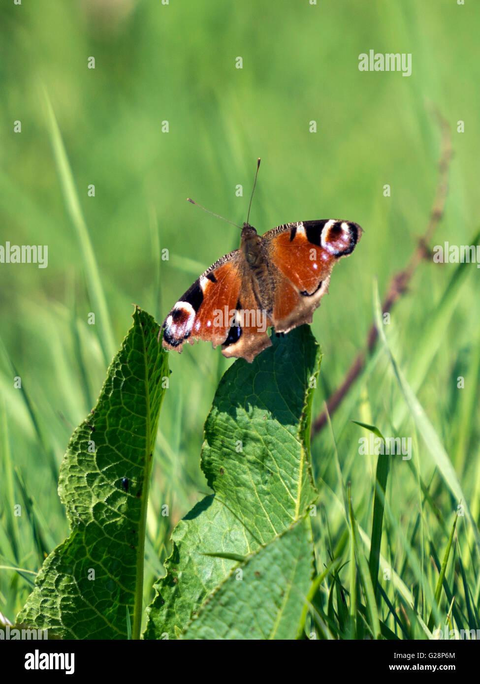 Belle Peacock Butterfly, (Aglais io) représenté reposant sur un quai vert feuille , isolés contre l'arrière-plan. Banque D'Images