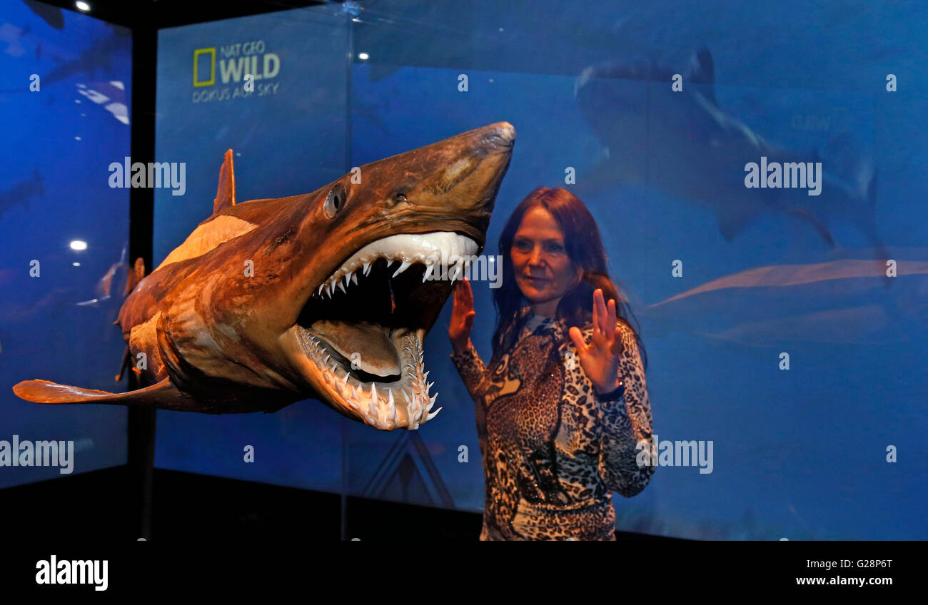 Dr Angelina Whalley, conservateur et concepteur du monde du corps ressemble à des expositions une exposition de l'animal à l'intérieur de l'exposition à l'International Centre for Life science à Newcastle upon Tyne. Banque D'Images