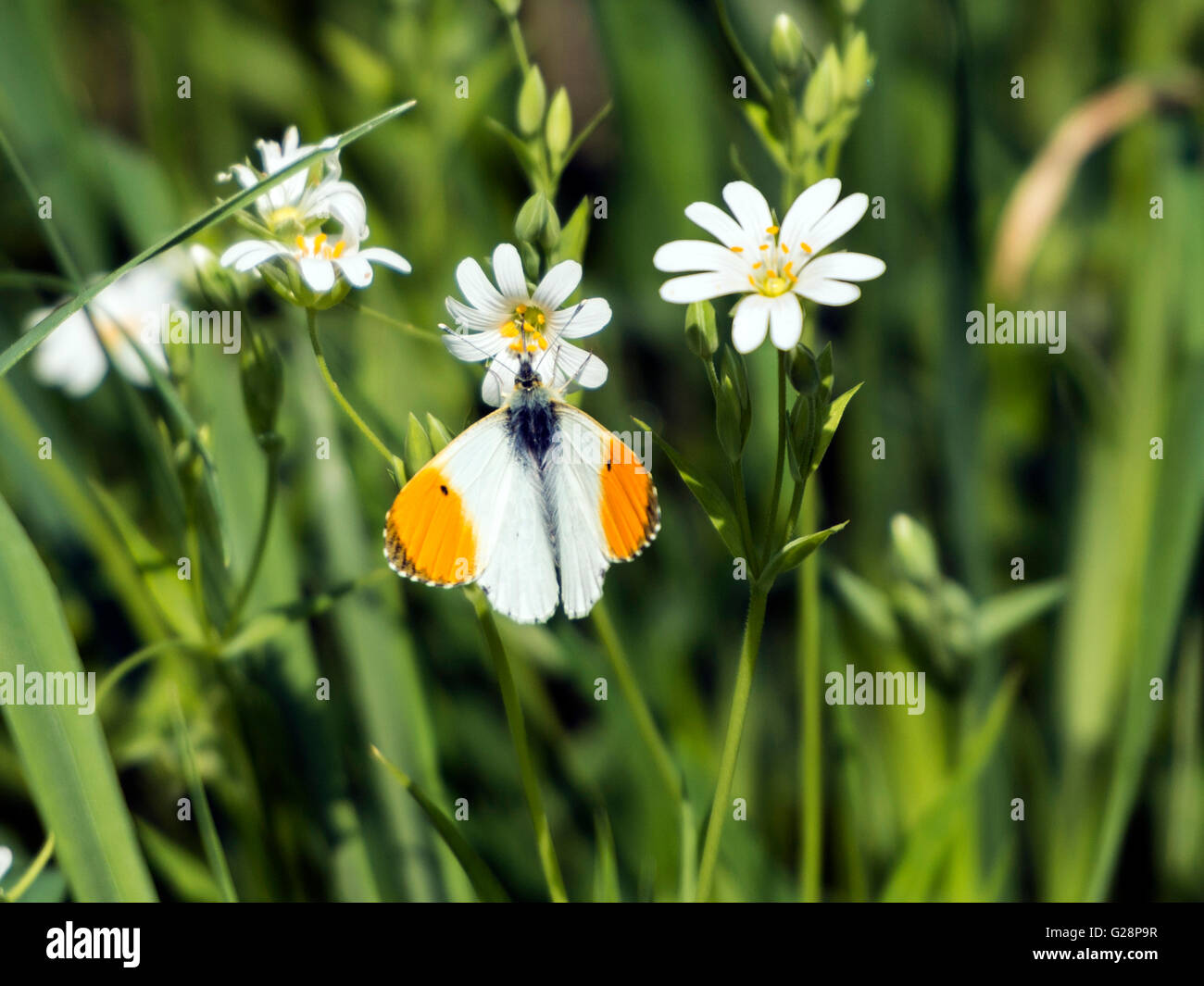Un mâle orange-tip (Anthocharis cardamons) Butterfly s'accroche à un plus grand ensoleillement (Stellaria holostea stellaire) pétale. Banque D'Images