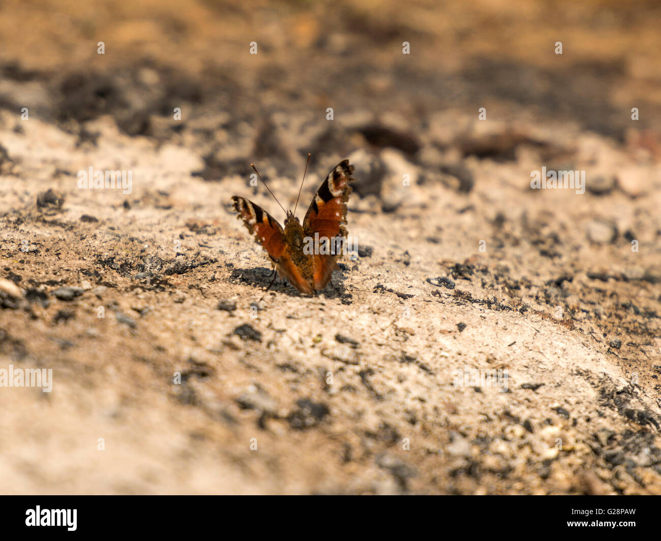 Beau papillon paon (Aglais io) représenté reposant sur les cendres de provisoirement une nuit de feu de camp. Banque D'Images
