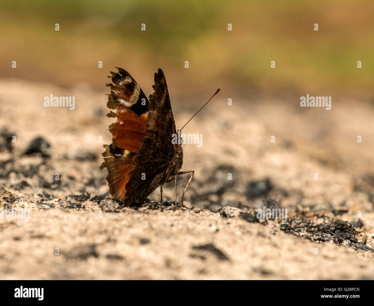 Beau papillon paon (Aglais io) représenté reposant sur les cendres de provisoirement une nuit de feu de camp. Banque D'Images