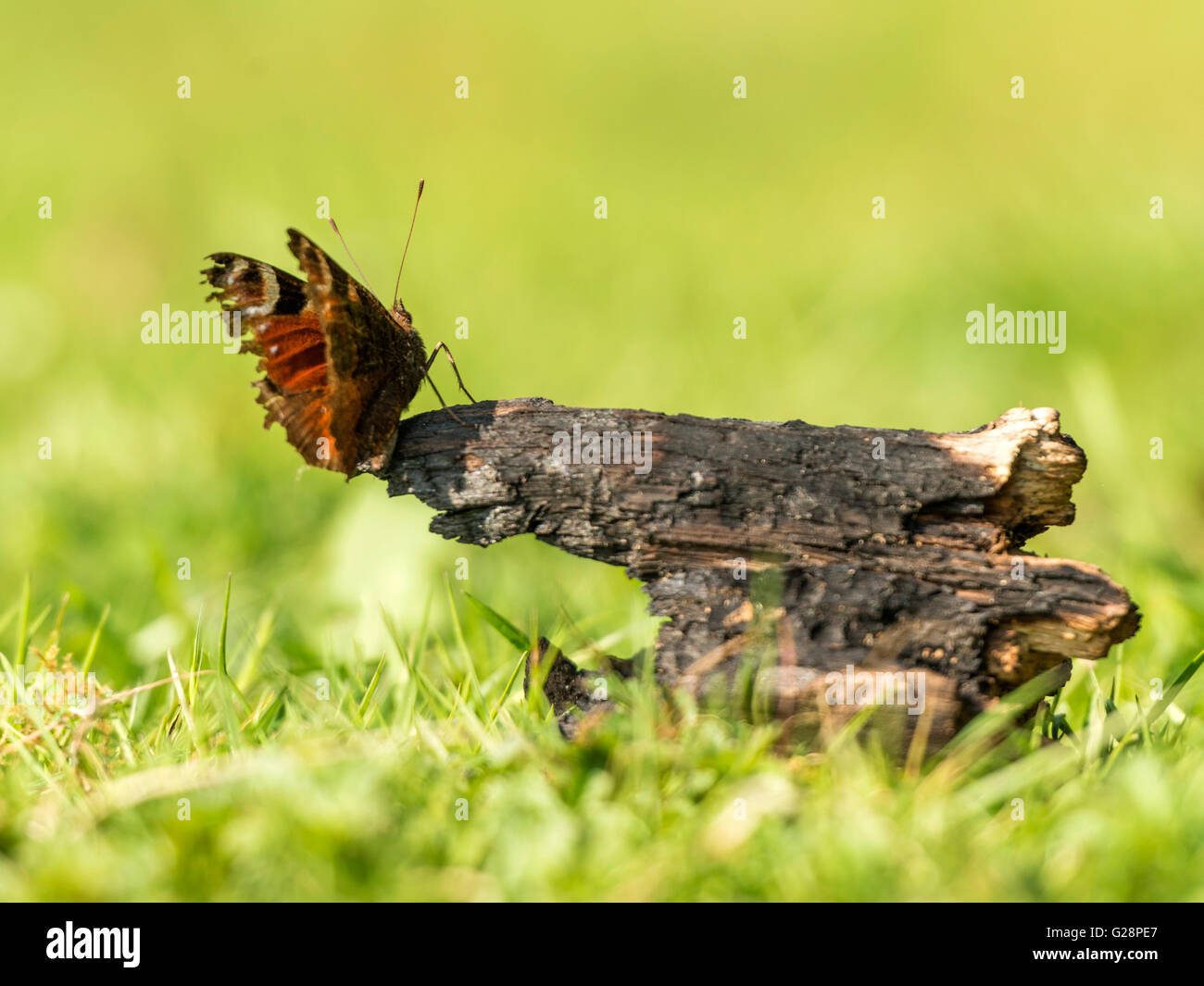 Beau papillon paon (Aglais io) représenté reposant sur les restes carbonisés provisoirement à partir d'un feu de camp la nuit. Banque D'Images