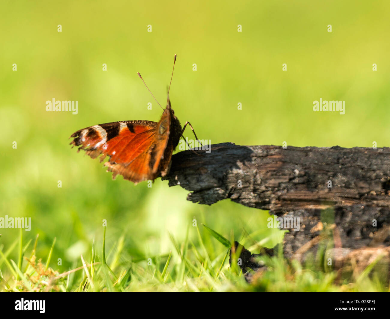 Beau papillon paon (Aglais io) représenté reposant sur les restes carbonisés provisoirement à partir d'un feu de camp la nuit. Banque D'Images