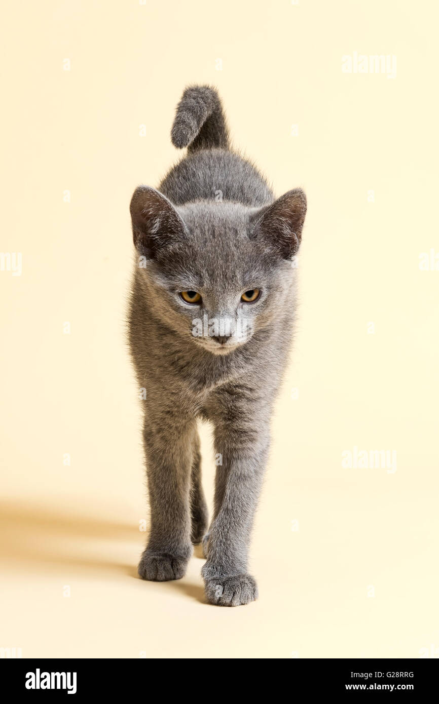 Chat de race, Bleu Russe, chaton, l'âge de 9 semaines Banque D'Images