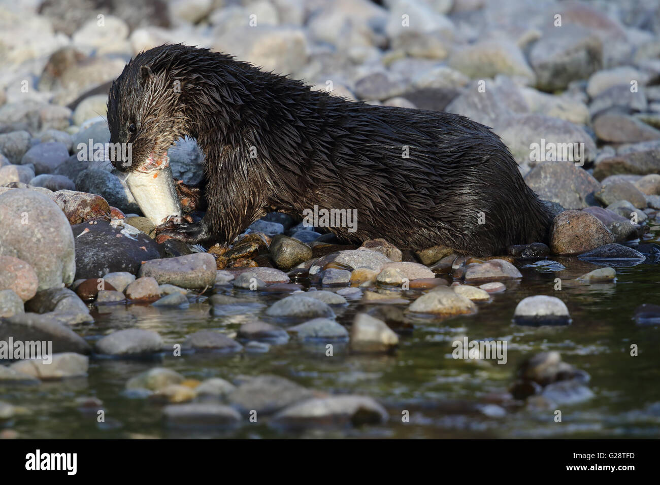 Wild loutre d'Europe (Lutra lutra) par la rivière de manger un saumon. Prise en Ecosse, Royaume-Uni. Banque D'Images