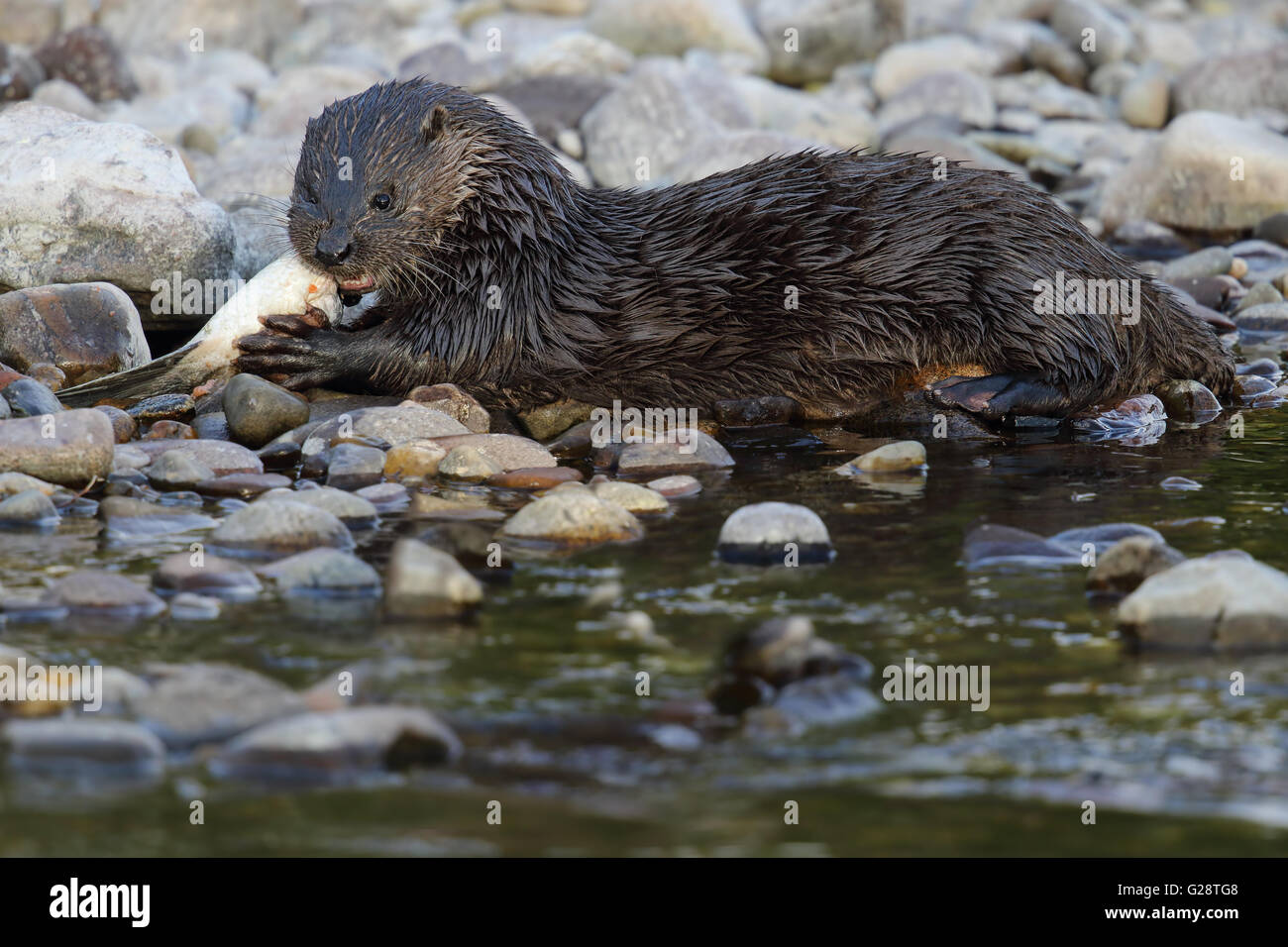 Wild loutre d'Europe (Lutra lutra) par la rivière de manger un saumon. Prise en Ecosse, Royaume-Uni. Banque D'Images