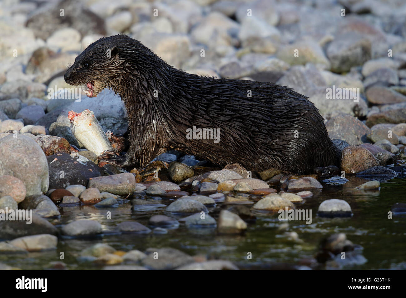 Wild loutre d'Europe (Lutra lutra) par la rivière de manger un saumon. Prise en Ecosse, Royaume-Uni. Banque D'Images