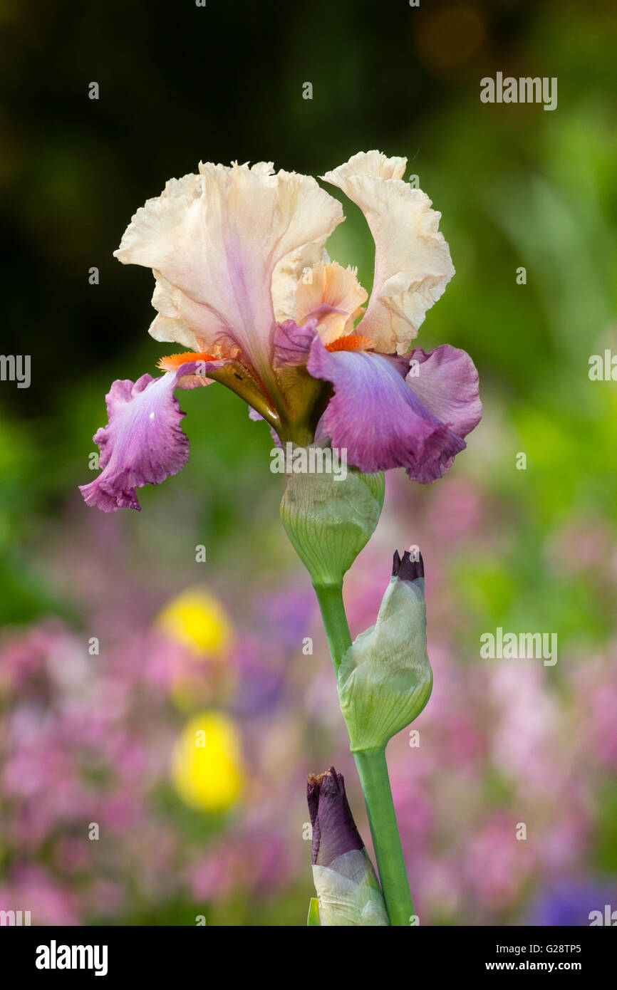 Fleur et tige de la grand iris, Iris 'Coquetterie' Banque D'Images
