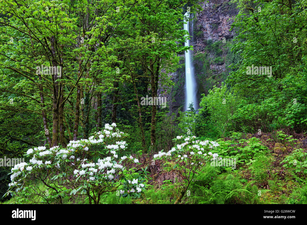 Floraison printanière de rhododendrons, à la base de la plus haute de l'Oregon cascade, chutes de Multnomah dans la gorge du Columbia. Banque D'Images