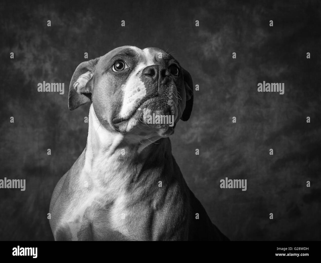 2 ans bulldog américain appelé Mary Jane Banque D'Images