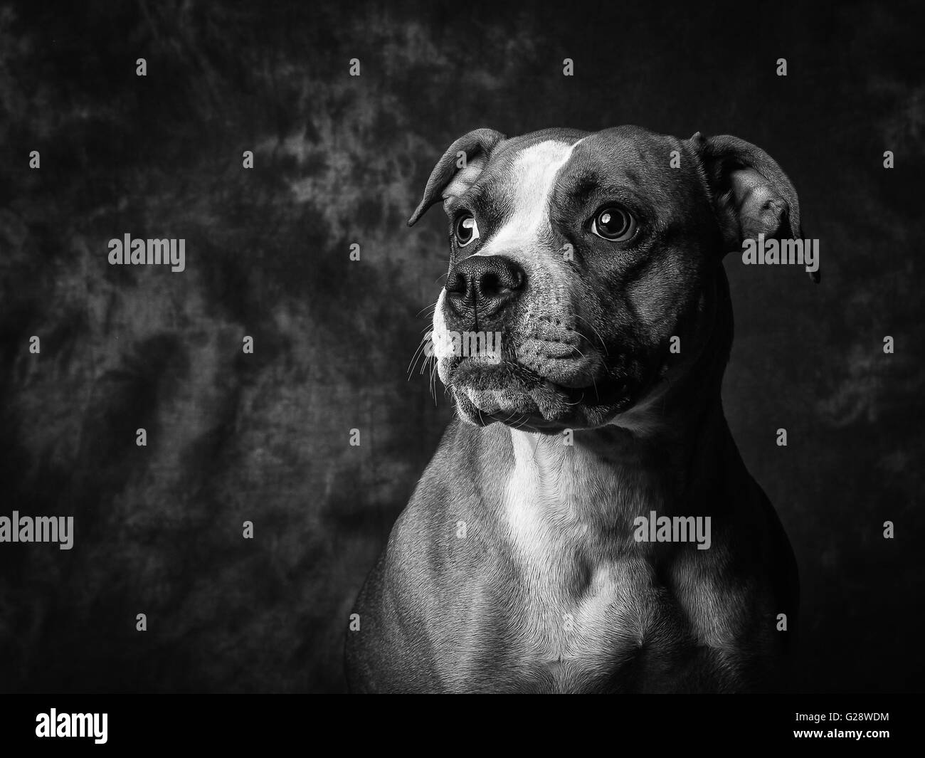 2 ans bulldog américain appelé Mary Jane Banque D'Images