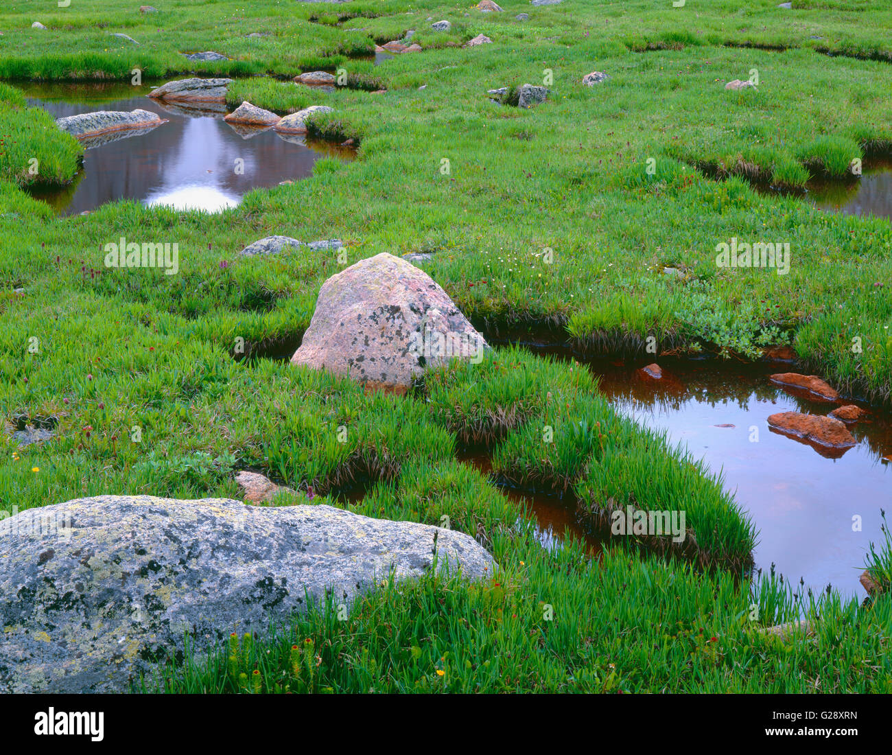 USA, Colorado, Arapaho National Forest, vert printemps graminées et carex aux côtés d'étangs de toundra et de rochers. Banque D'Images
