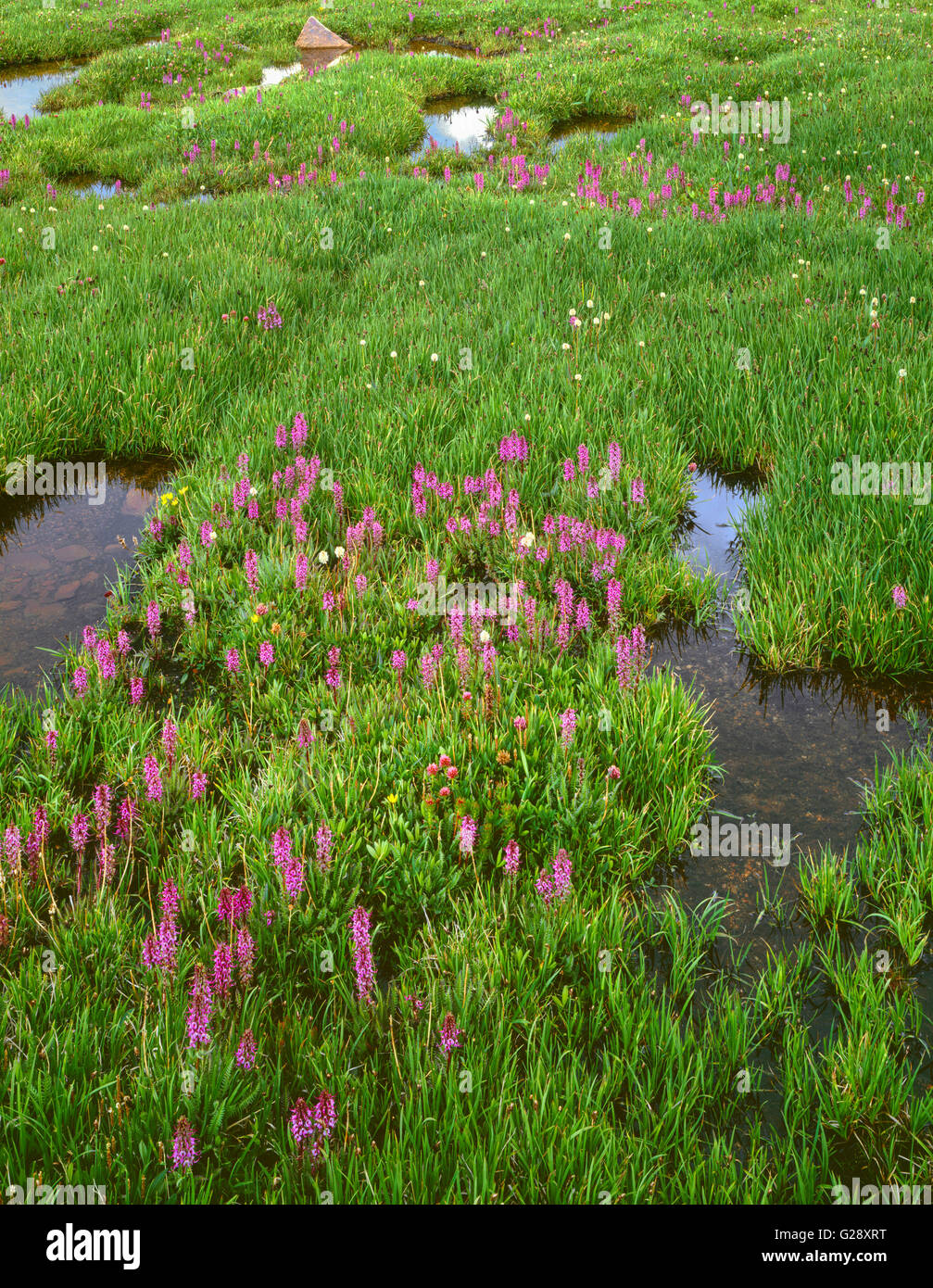 USA, Colorado, Arapaho National Forest, Mount Evans Désert, Elephanthead fleurit à côté d'étangs de toundra. Banque D'Images