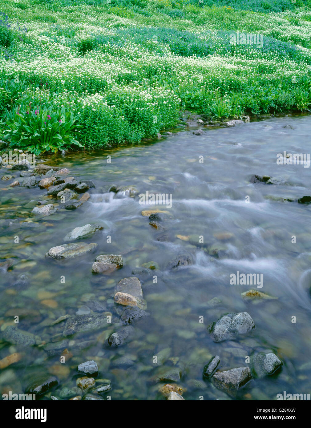 USA, Californie, San Juan Mountains, fleurs sauvages y compris bittercress, jacinthes et primevères fleurissent le long de la rivière Gunnison. Banque D'Images