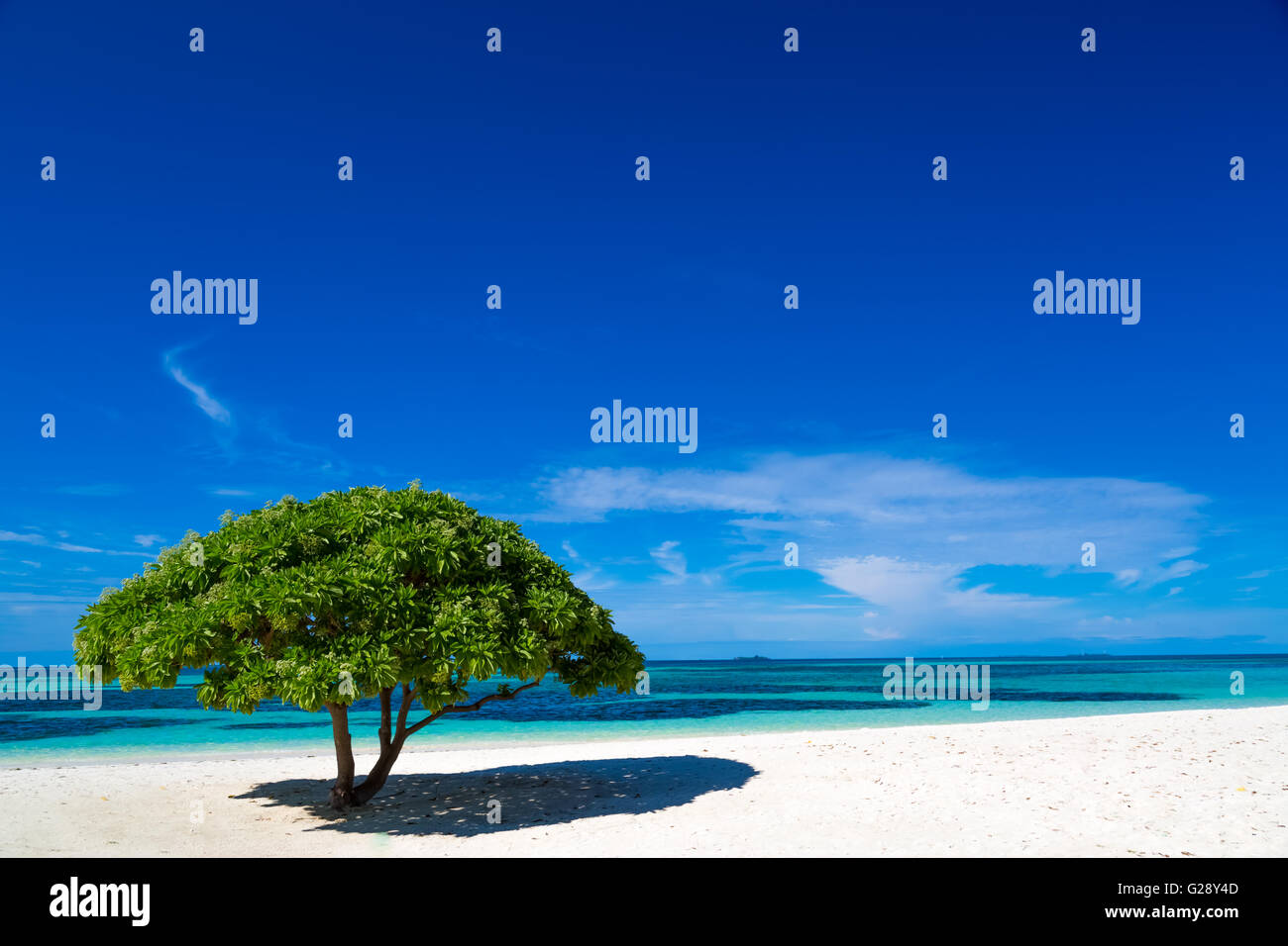 Belle plage aux Maldives, avec un arbre tropical Banque D'Images