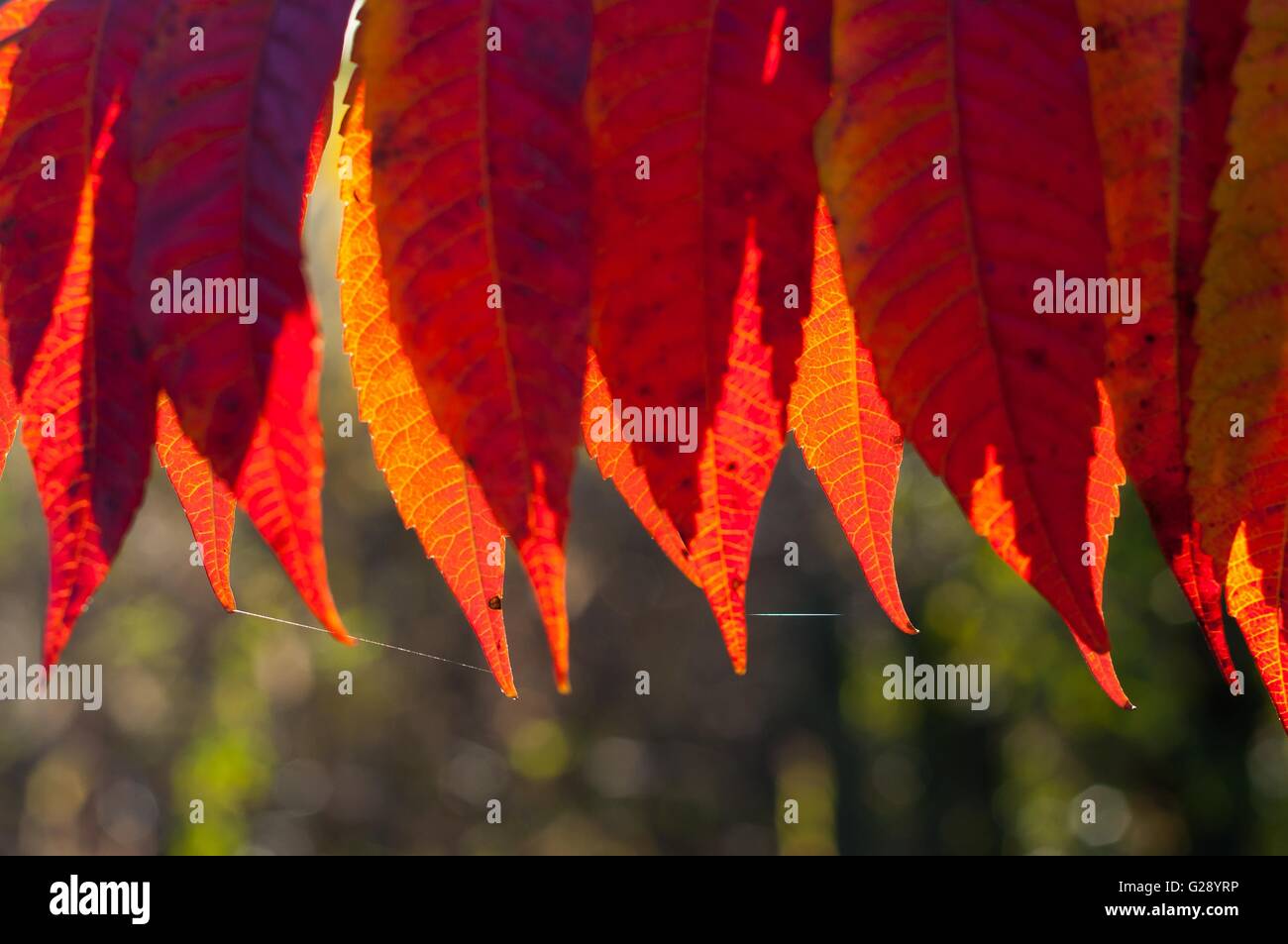 Détail de l'automne les feuilles rouges rétro-éclairé par un jour ensoleillé Banque D'Images