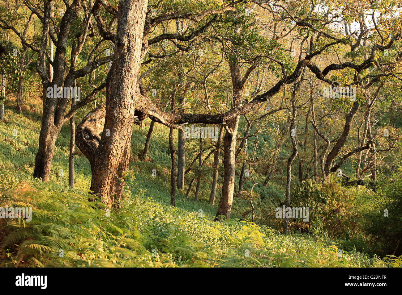 K Gudi Wilderness Camp, B R Hills, Karnataka, Inde Banque D'Images