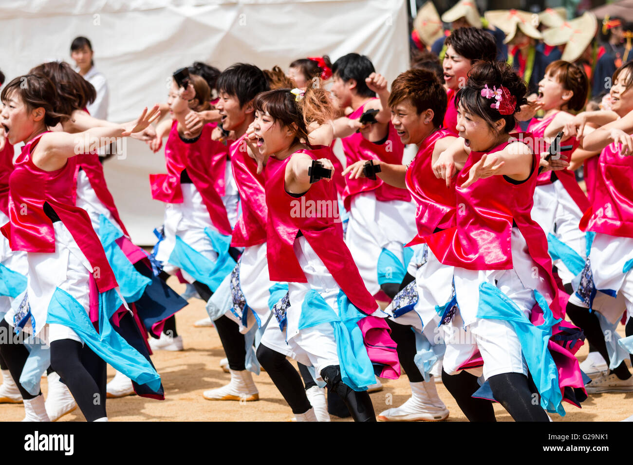 Le Japon, Kumamoto. Festival Danse Yosakoi Hinokuni. L'équipe des femmes en rose vestes happi, la danse et la tenue de naruko, battants en bois. Extérieur jour. Banque D'Images