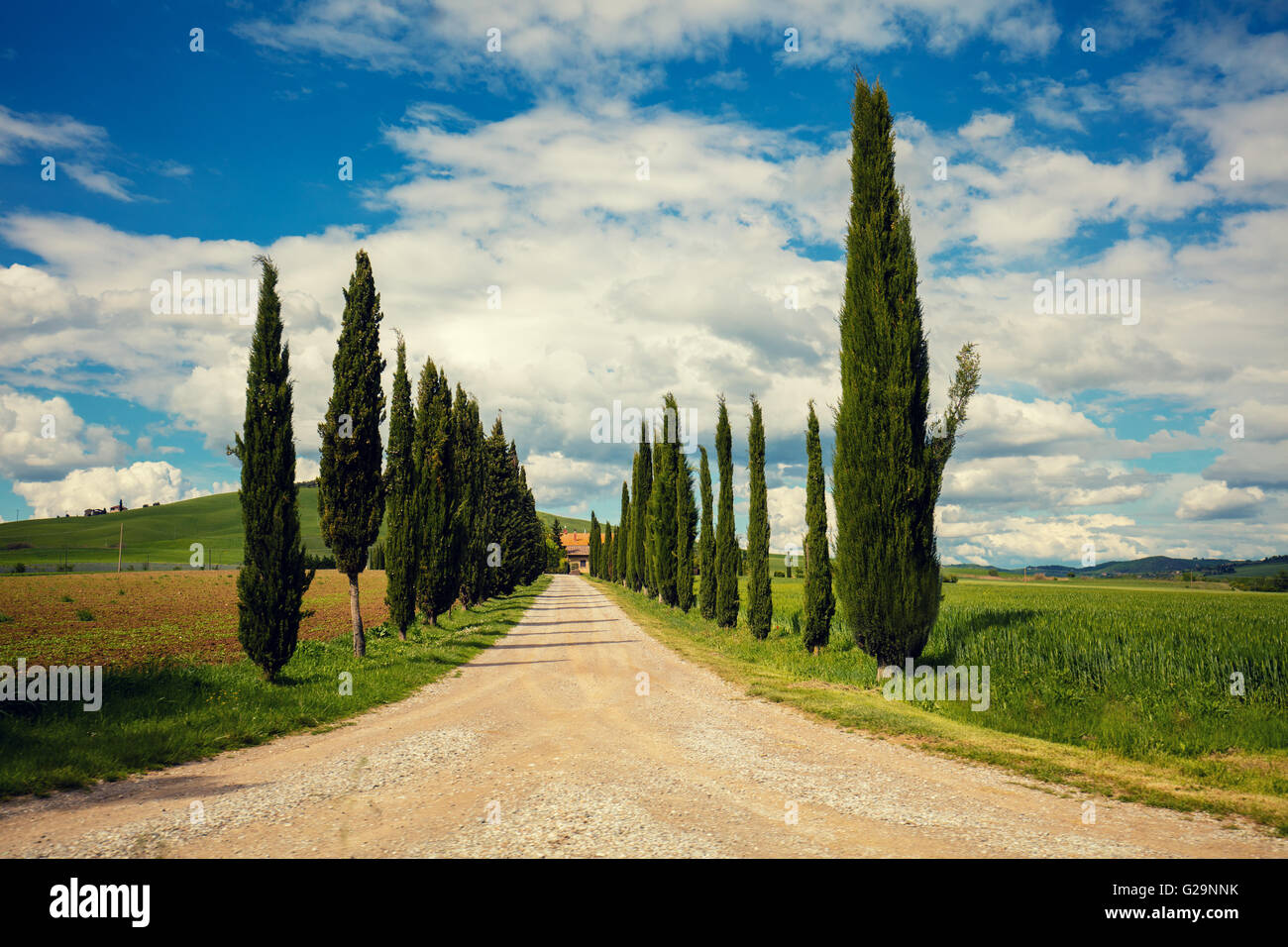 Allée de cyprès en Toscane, Italie Banque D'Images