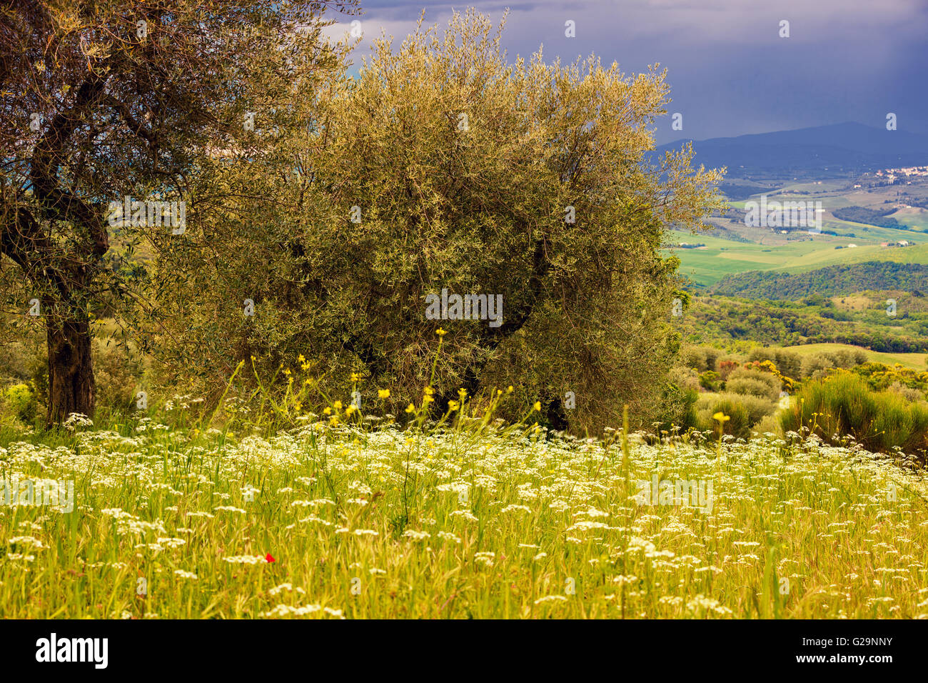 Oliviers en pleine tempête, Toscane, Italie Banque D'Images