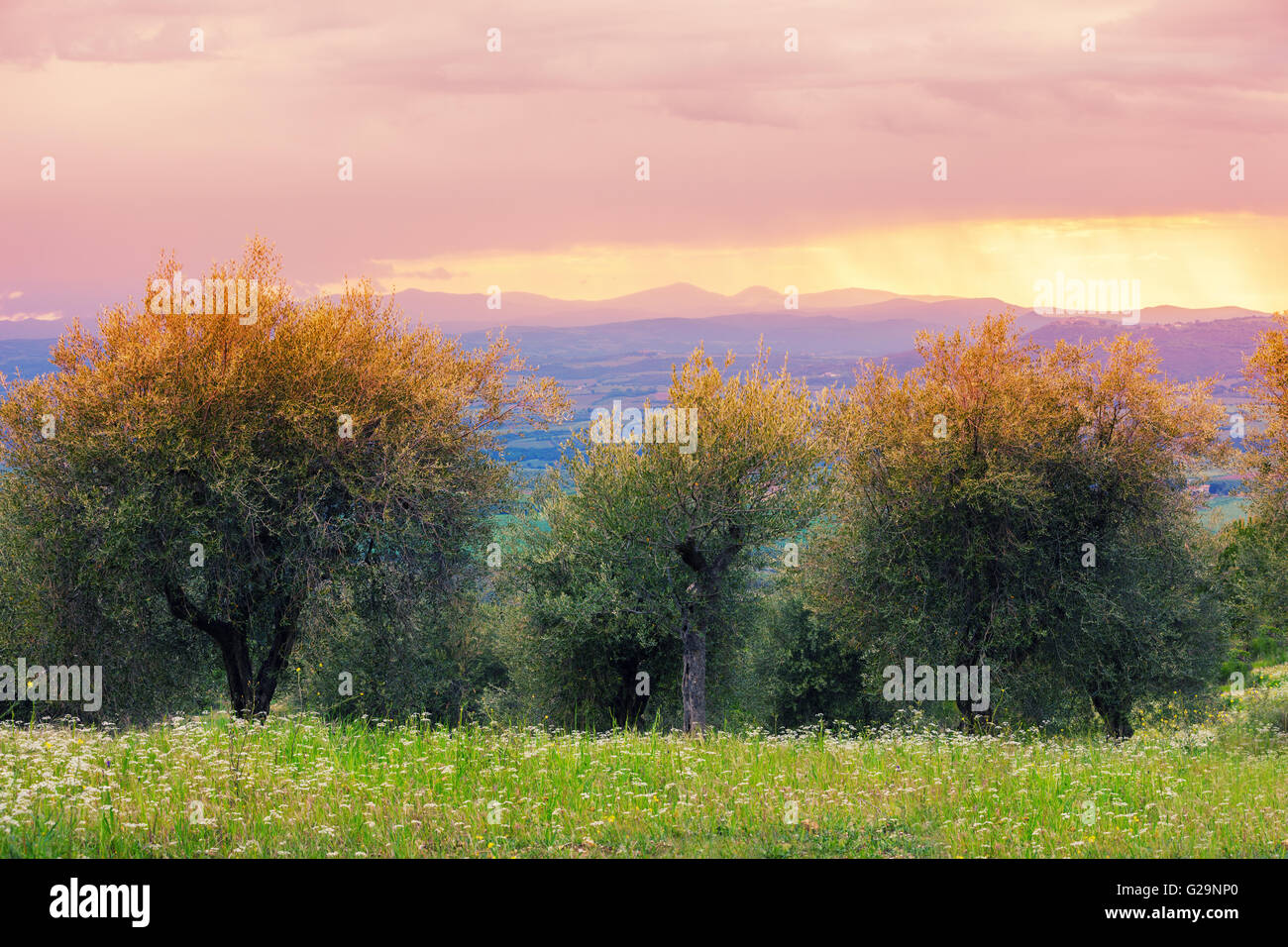 Oliviers en pleine tempête, Toscane, Italie Banque D'Images