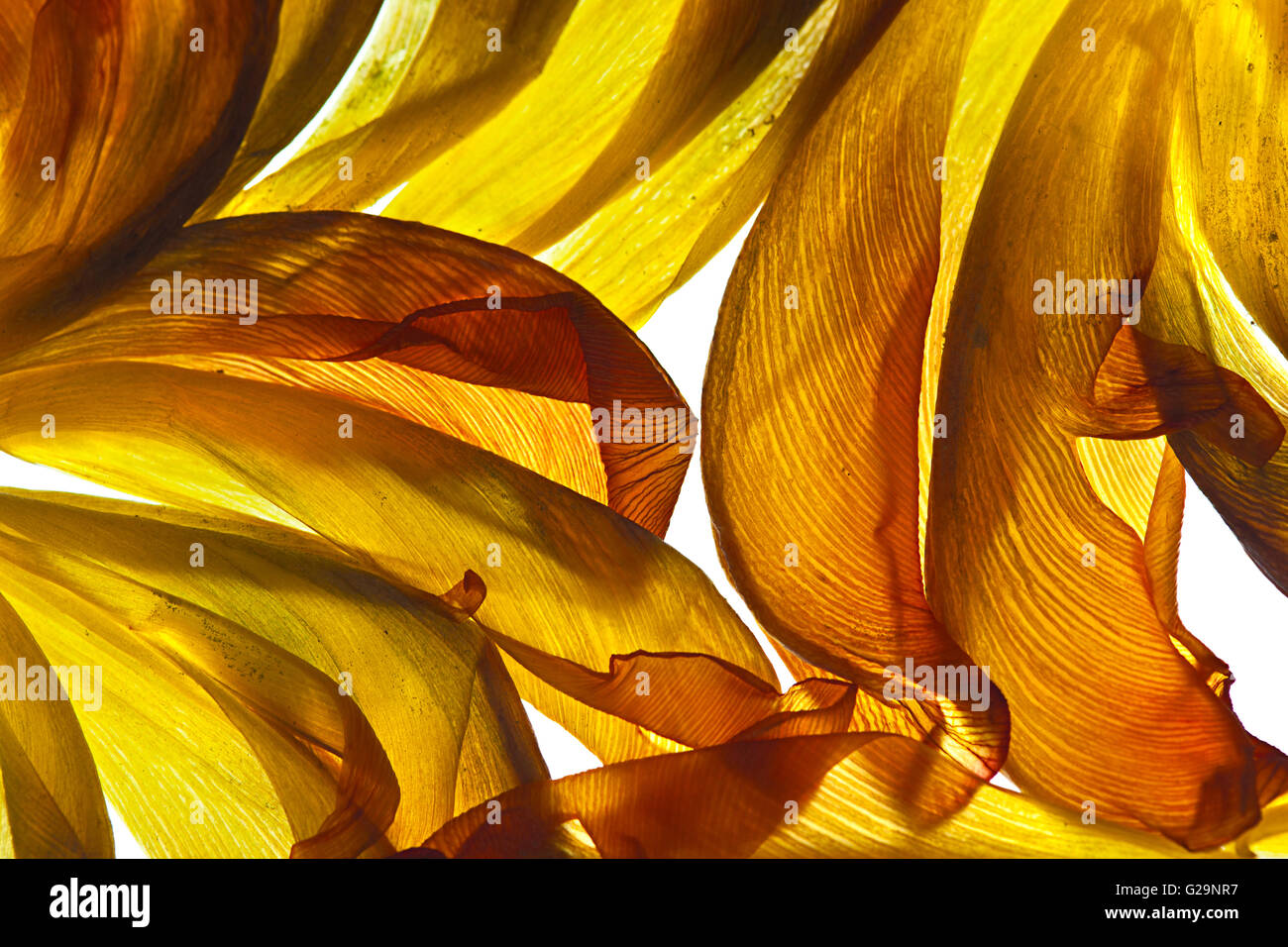 Les feuilles flétries tulipe jaune sur blanc avec rétro-éclairage en studio Banque D'Images
