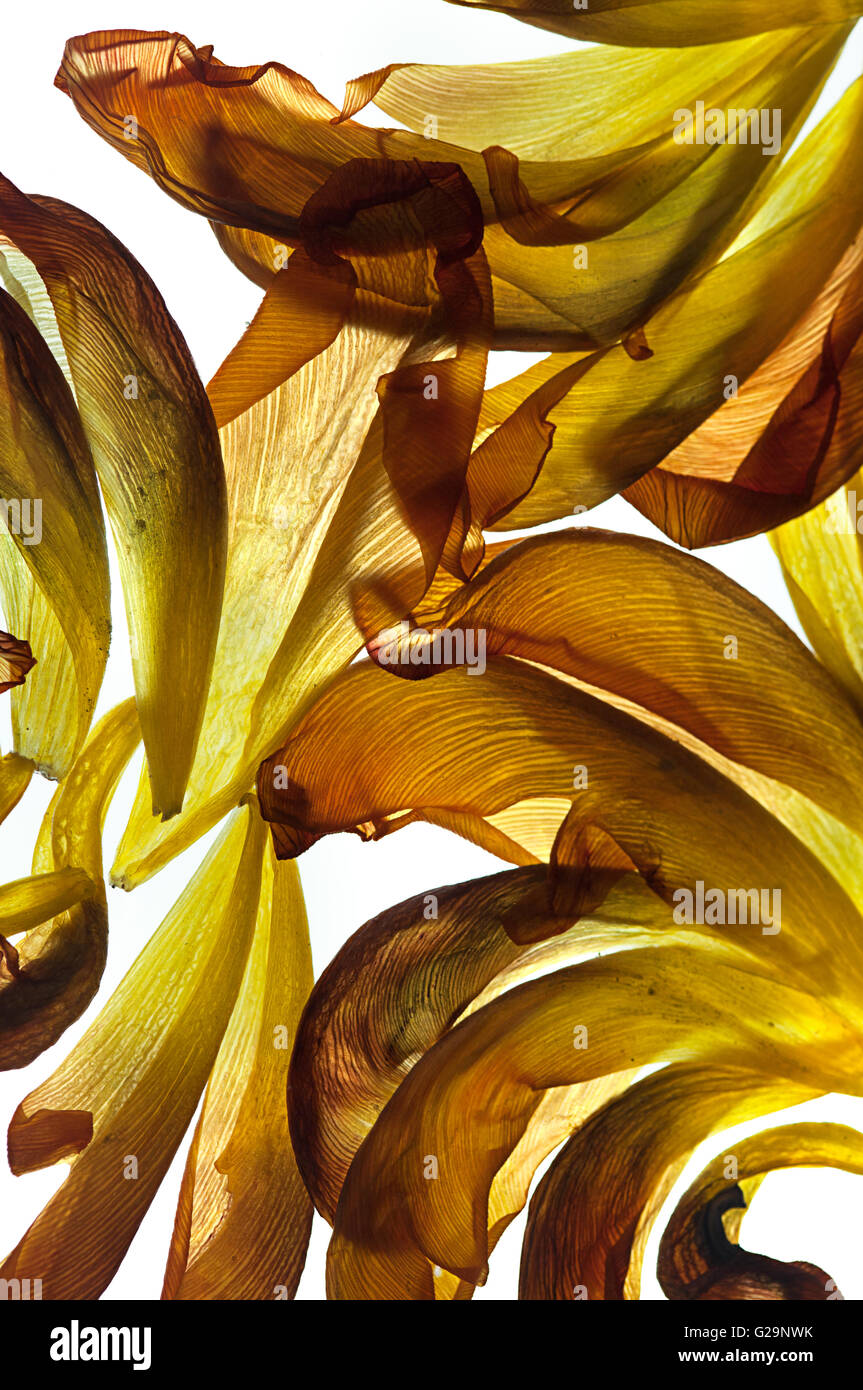 Les feuilles flétries tulipe jaune sur blanc avec rétro-éclairage en studio Banque D'Images