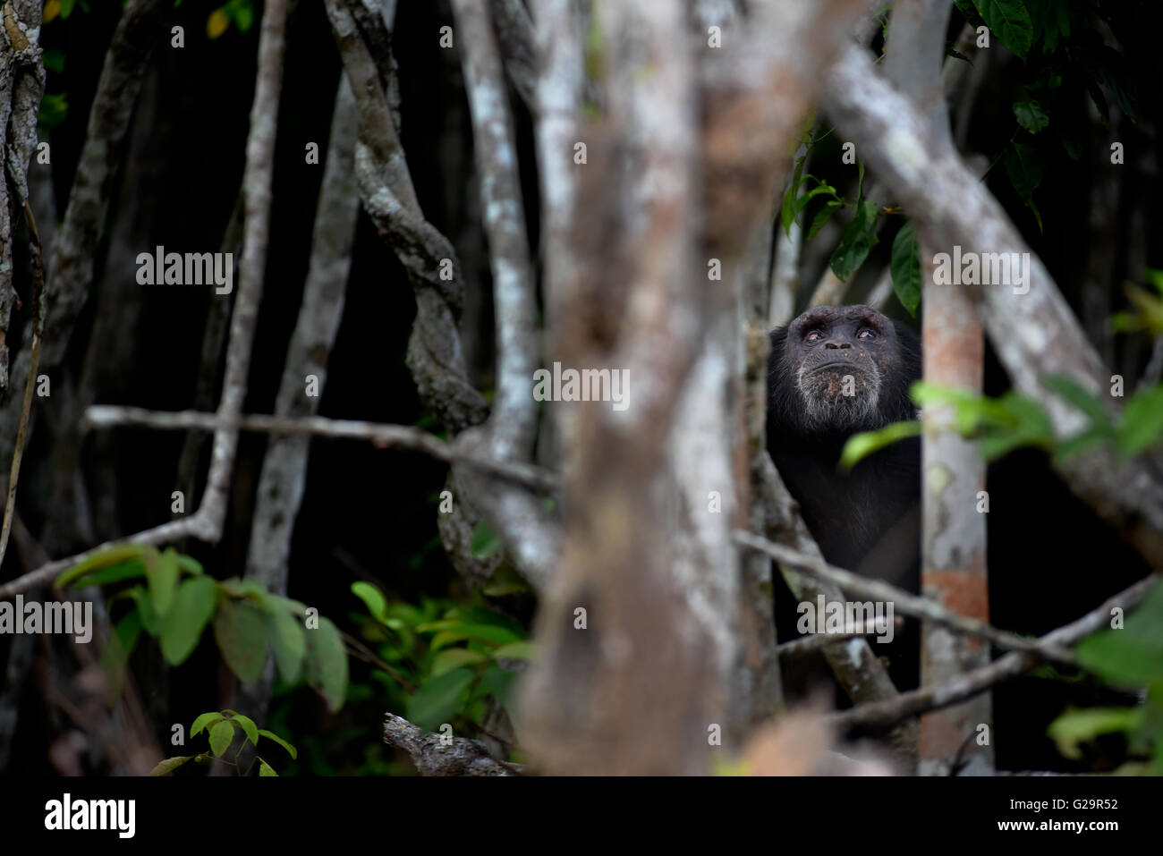 Chimpanzé Côte d'Ivoire Banque D'Images